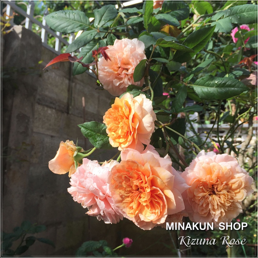 Hoa hồng ngoại Kizuna Rose cực đẹp - MinaKun Shop
