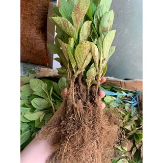 5 cây giống hoa cẩm tú cầu