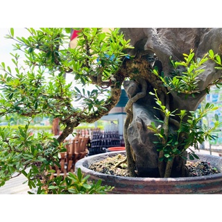 Đất Nhật Akadama, đất trồng bonsai, cây kiểng, sen đá