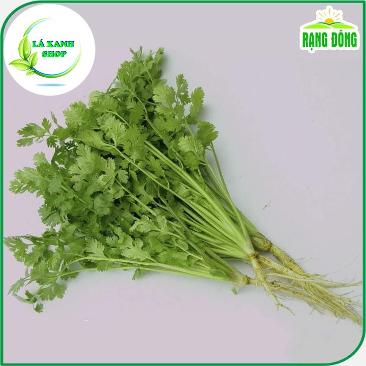 Hạt Giống Ngò Rí Dễ Trồng, Sinh Trưởng và Kháng Bệnh Tốt (gói 20 gr) - Hạt giống Rạng Đông
