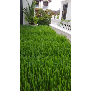 100g bột  cỏ lúa mì sấy lạnh