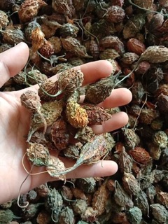 Mướp đắng( khổ qua rừng)