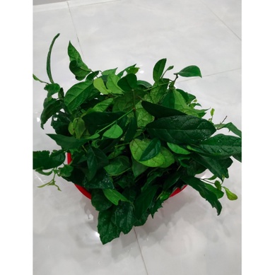 Cây giống xạ đen chính hiệu Hoà Bình đã trồng ổn định - cây dược liệu hỗ trợ cho sức khỏe - Trang Flowers