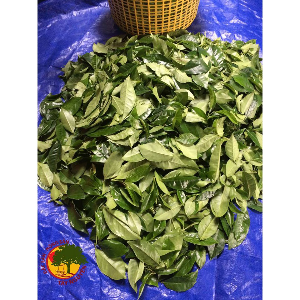 BỘT TRÀ XANH RẪY KON TUM 200GR