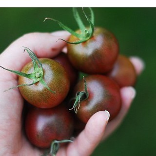 Hạt giống cà chua bi socola - Gói 30 Hạt - STHG2