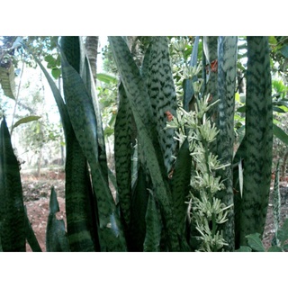 Lưỡi hổ xanh (gửi cây rễ trần)