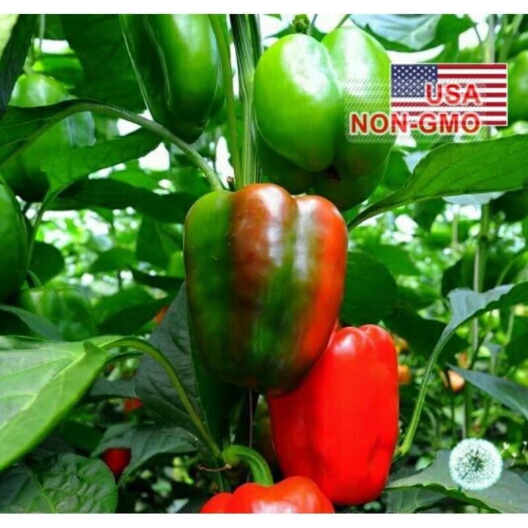 20h hạt giống ớt chuông ngọt mix lùn chịu nhiệt tốt dễ trồng