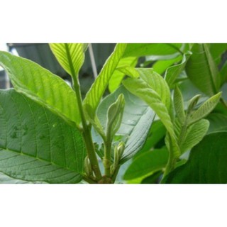 1kg lá ổi tươi