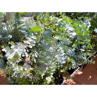 Cây khuynh diệp true blue, eucalyptus silver dollar