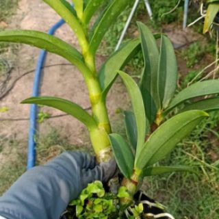 Lan Den.Banana hoa thơm