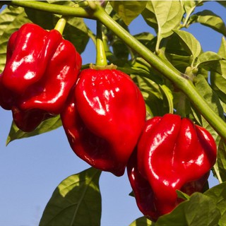 Hạt Giống Ớt Habanero Siêu Trái (5 Hạt)