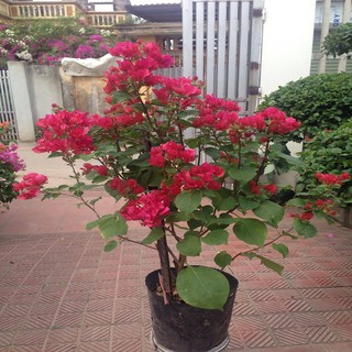 Cây giống Hoa giấy màu đỏ loại nhỡ vừa