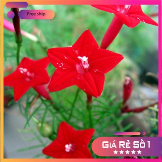 Hạt giống hoa tóc tiên dây leo - 10 hạt LUCKY.VN