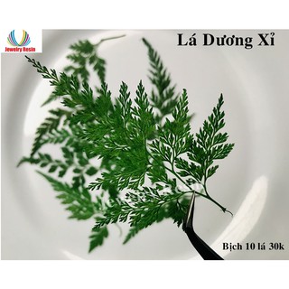 Lá Dương Xỉ Khô dùng làm đồ handmade resin