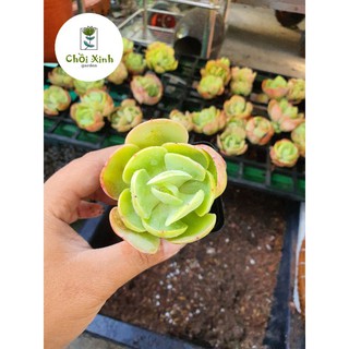 Sen đá Bèo Pháp nhỏ