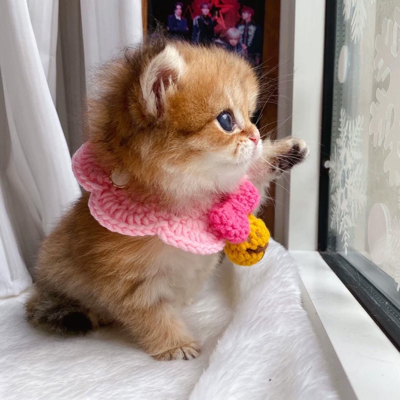 Yếm len hồng quả chuông cho chó mèo