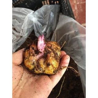combo 3 củ HOA LY LÙN THƠM CHUẨN HÀ LAN-củ giống - CHLL