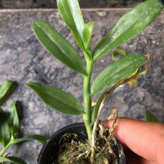 Phi điệp 5 cánh trắng phú thọ ( combo 2 cốc )
