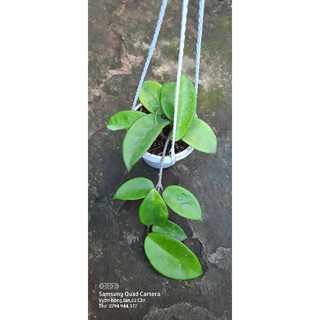 Cẩm cù Carnosa Pink - số 19