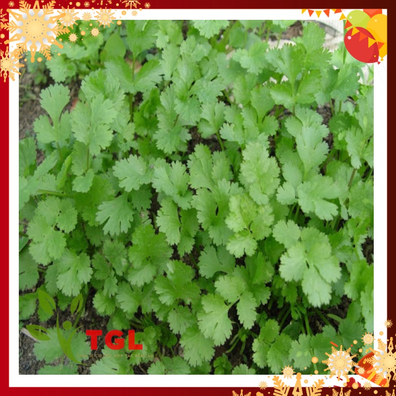 Hạt Giống Rau, Hạt Giống Rau Mùi Tía, Ngò Rí, Rau Ngò Ta, Hạt Giống Rau phú Điền - Gói 20gr - Nông Nghiệp Gia Lâm