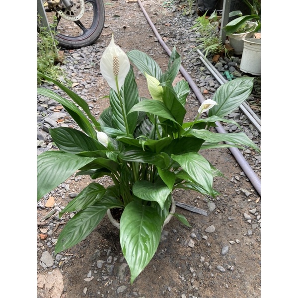 Lan ý thái siêu bông