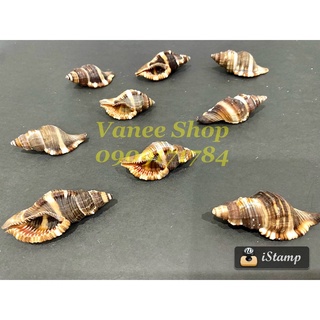 Vỏ ốc Két Đen 100gr