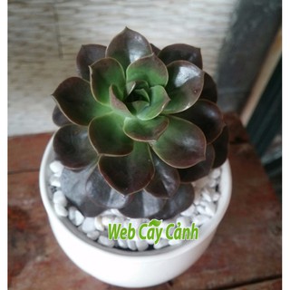 Hạt Giống Hoa Sen Đá 20 Hạt