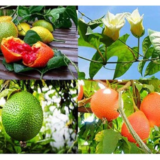Hạt giống cây gấc cao sản (10 hạt ) (TẶNG gói kích thích hỗ trợ hạt nảy mầm)