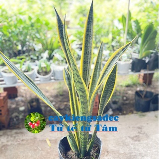 caykiengsadec - Cây lưỡi hổ cao - tặng phân bón-hoa kiểng lá-trang trí nội thất sân vườn cảnh quan ngoài trời