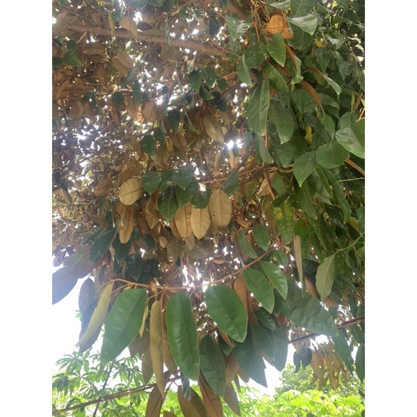 Lá vú sữa tươi 300g