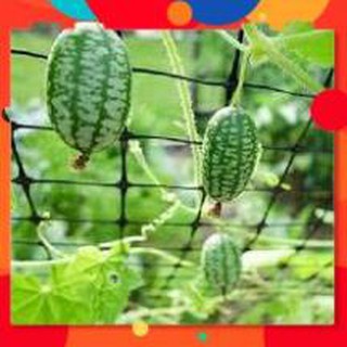 Hạt giống dưa hấu tí hon gói 20 hạt