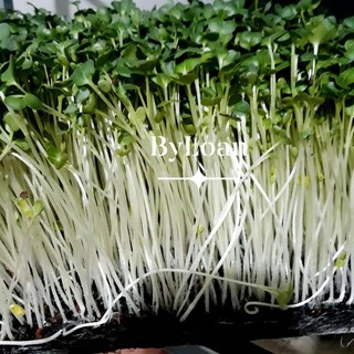 1kg Hạt giống rau mầm củ cải trắng Newzeland hàng loại 1