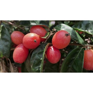 Cây Giống Nhót Ngọt Giá Sỉ