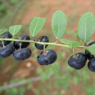 Cây mực (1 kg)