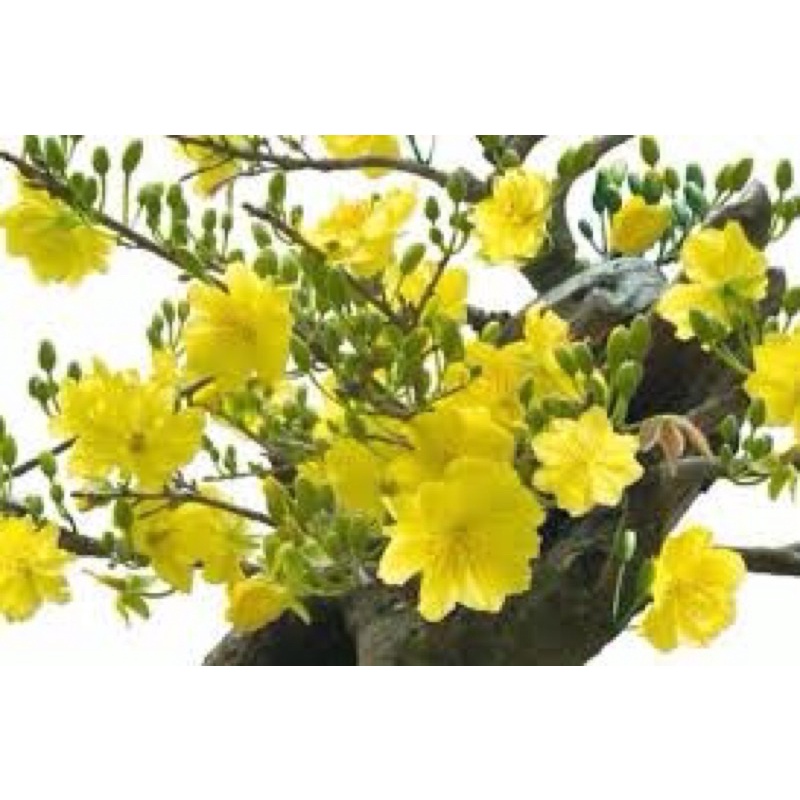 SIÊU RA HOA 500ML - KÍCH THÍCH RA HOA CỰC MẠNH, HOA RA ĐỒNG LOẠT, DƯỠNG HOA, TĂNG TỶ LỆ ĐẬU QUẢ