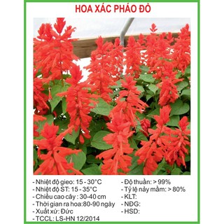 Hạt Giống Hoa xác pháo đỏ 50 Hạt/ Gói