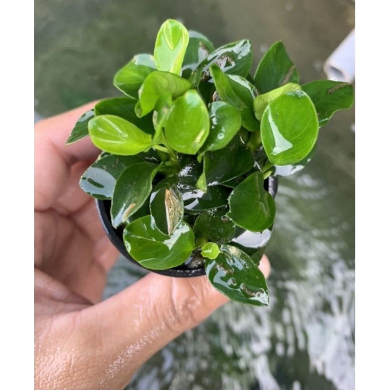 Ráy nana petite - Ráy nhiều ngọn - form lá đẹp hơn nana tàu dễ trồng không cần co2