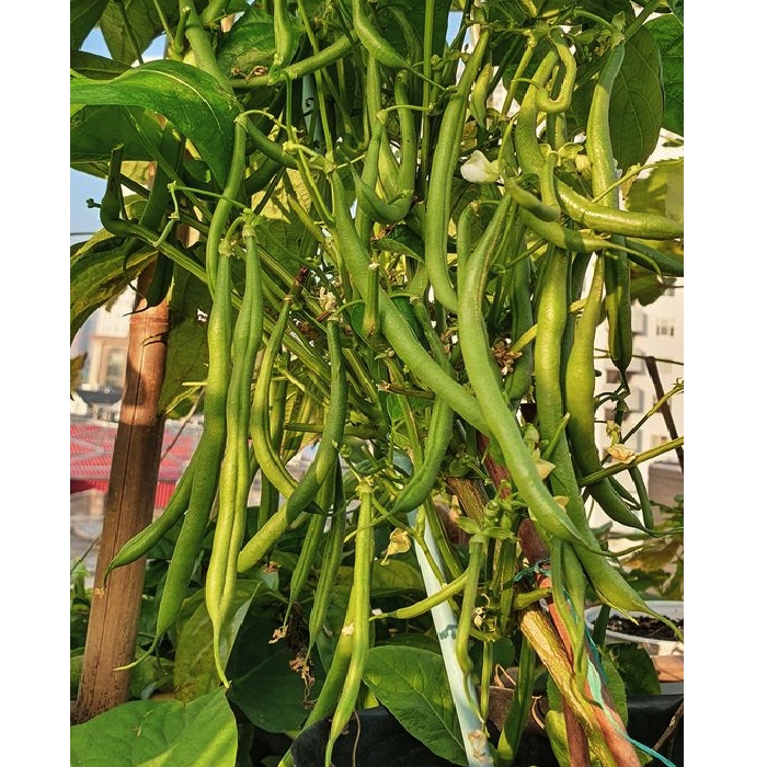 Gói 50 gram hạt giống đậu cove lùn xanh - tỷ lệ mầm 95%