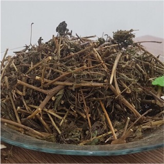 Cây xấu hổ 1kg giúp an thần