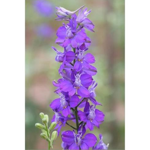 Hạt Giống Hoa Violet Tím Siêu Đẹp Dễ Trồng(Gói 100 Hạt)