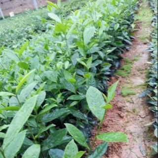 Cây chè giống Tân Cương _Thái nguyên