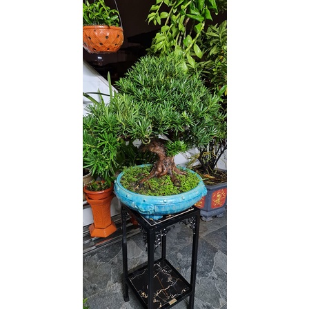 Đôn cây Cảnh Bonsai,  Đôn kê bể cá thủy sinh,Đôn Phong thủy, kệ tượng Thẩm mỹ Cao