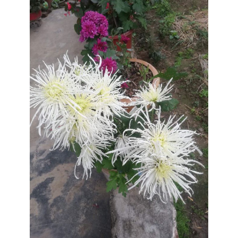 Cúc khổng tước mix màu (cây giống)