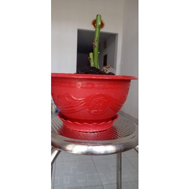 Chậu hoa nhựa, chậu bít lỗ trồng sen, chậu trồng câu nhựa Phúc Lộc Thọ T38