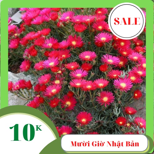Hạt Giống Hoa MƯỜI GIỜ nhật bản THƠM NỒNG 300 Hạt