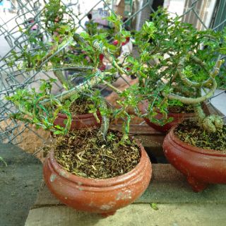Đất dinh dưỡng cao cấp - Thể tích: 5dm3