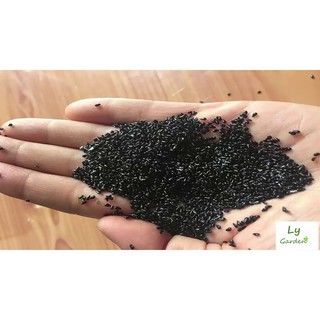 HẠT GIỐNG CÂY MAY MẮN ~ 200 HẠT