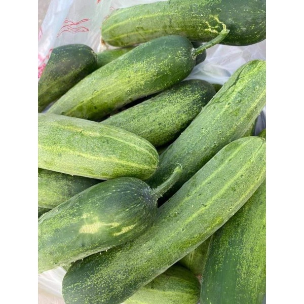 Hạt giống dưa leo F1 siêu quả TN789 gói lớn hơn 300 hạt