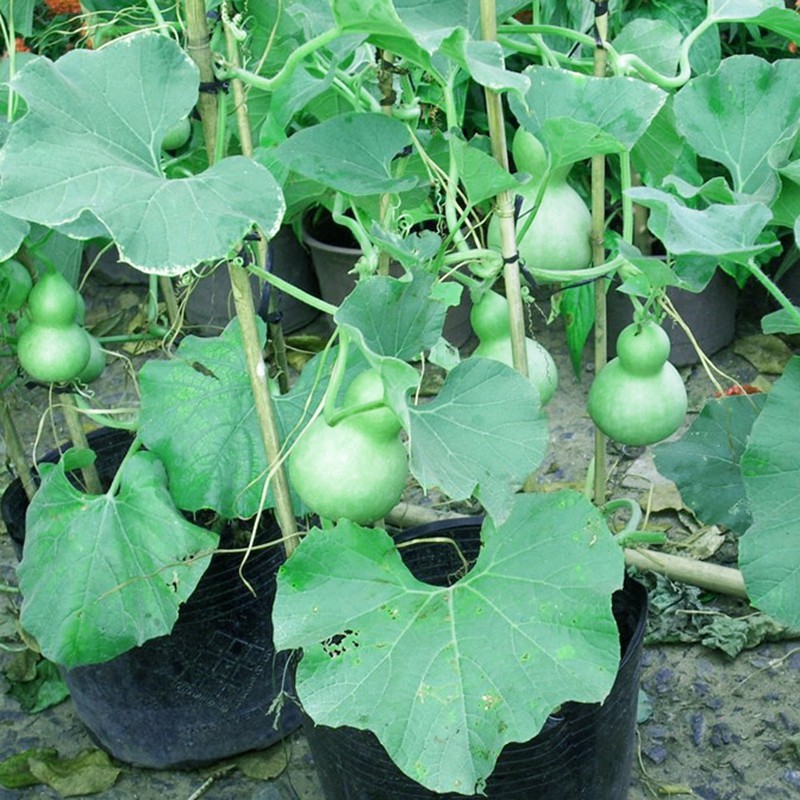 5 hạt giống bầu hồ lô mini