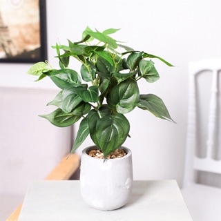Cành cây trầu bà - cành cây giả trang trí văn phòng, decor